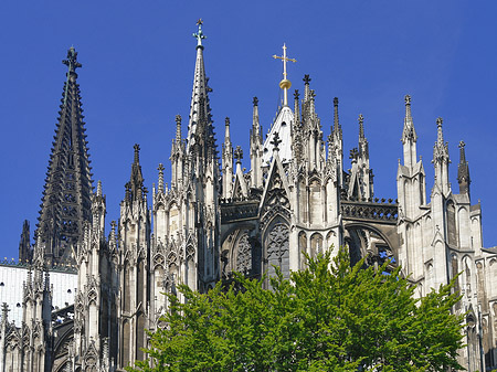 Kölner Dom mit Baum Fotos
