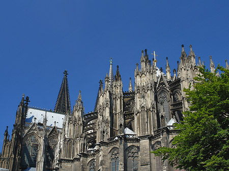 Foto Kölner Dom mit Baum